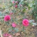 预售茶梅红花复瓣茶梅种植户基地直销