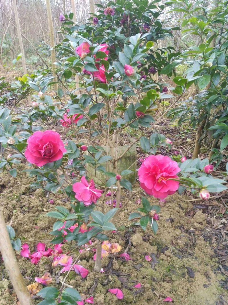 预售茶梅红花复瓣茶梅种植户基地直销
