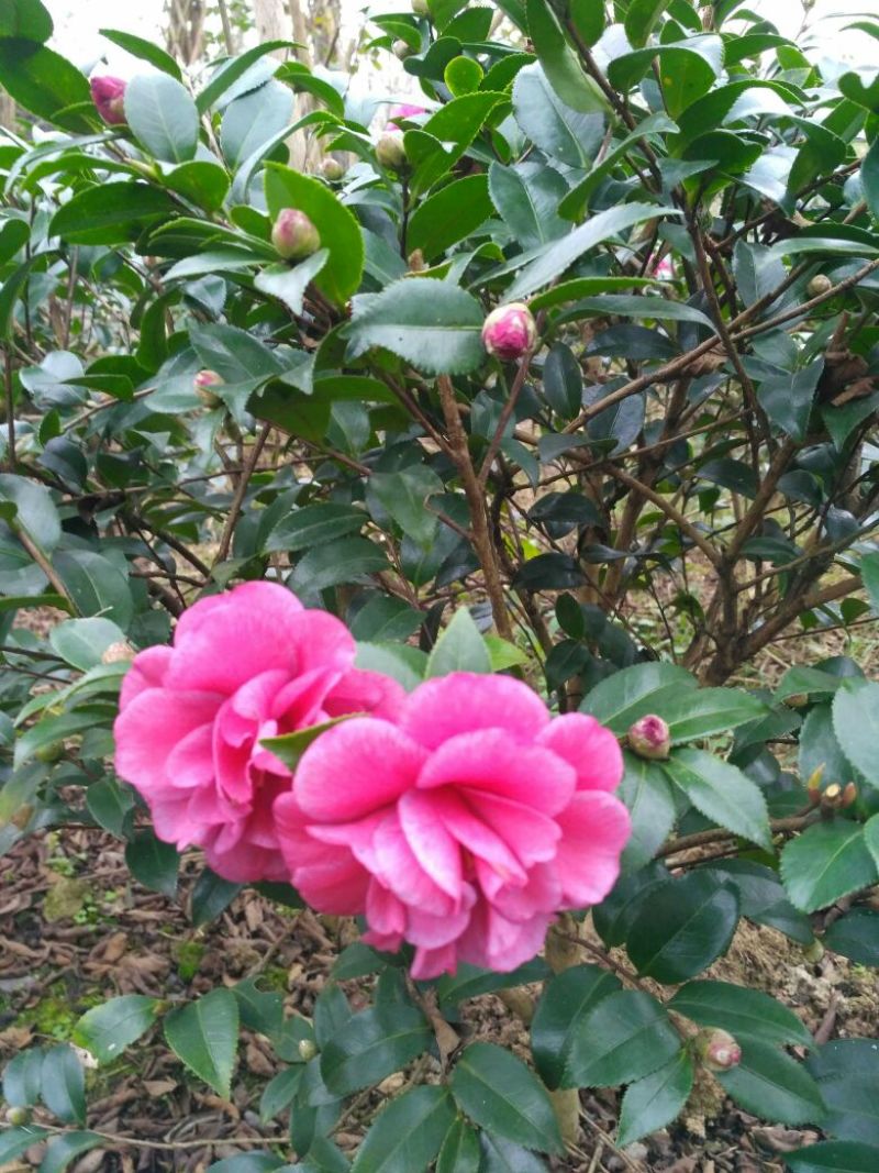 预售茶梅红花复瓣茶梅种植户基地直销