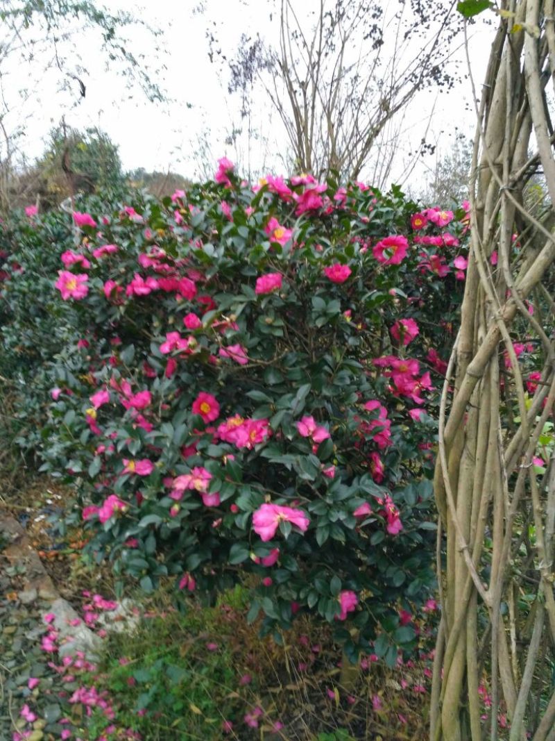 预售茶梅红花复瓣茶梅种植户基地直销