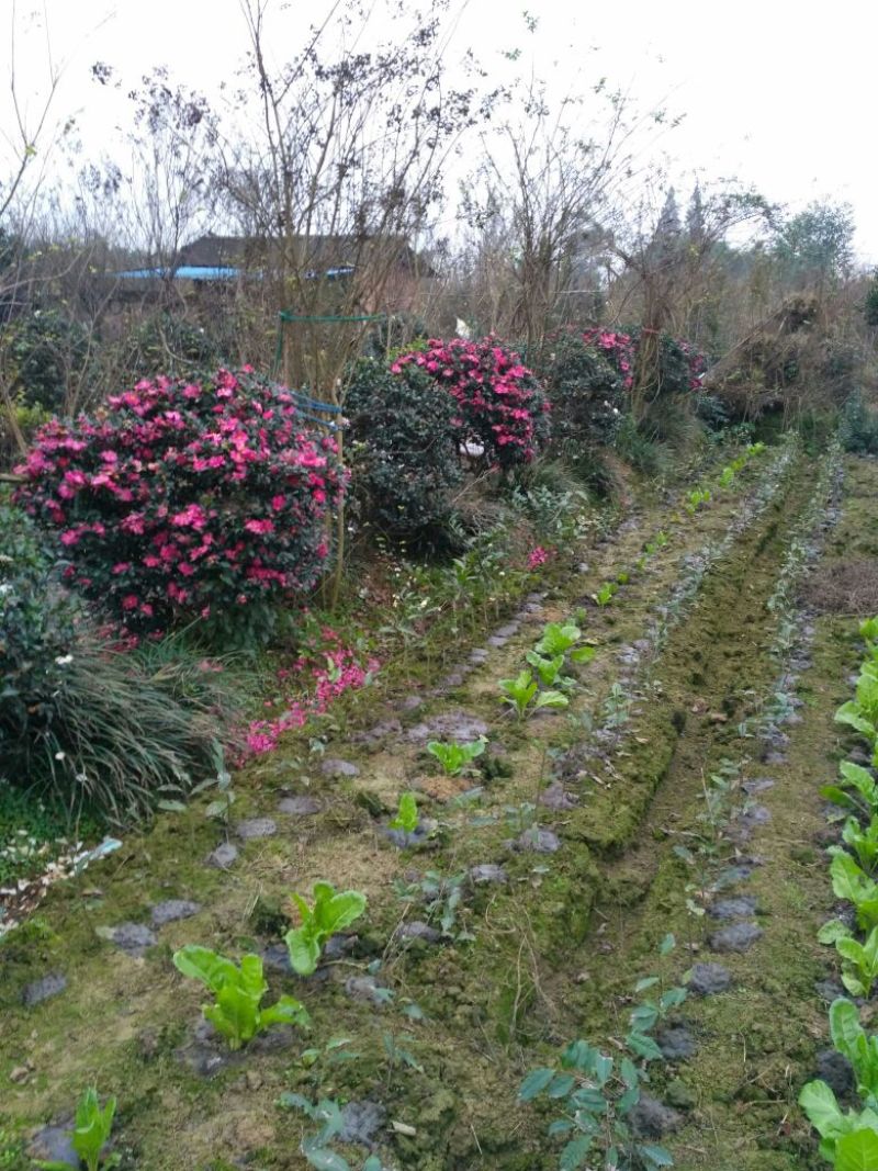 预售茶梅红花复瓣茶梅种植户基地直销