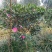 预售茶梅红花复瓣茶梅种植户基地直销