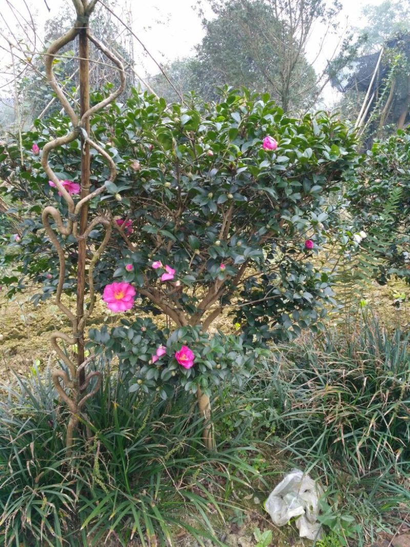 预售茶梅红花复瓣茶梅种植户基地直销
