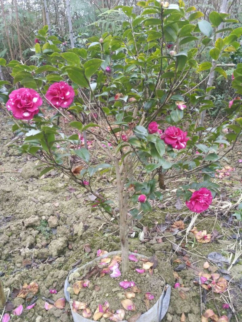 预售茶梅红花复瓣茶梅种植户基地直销