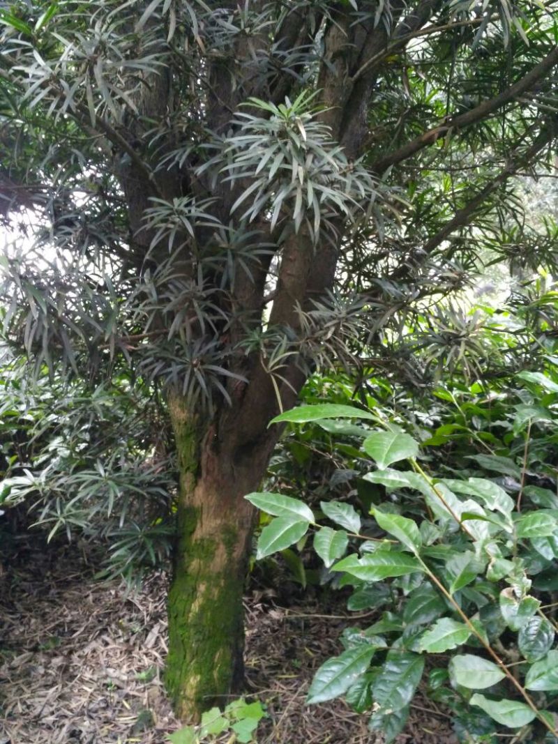 罗汉松(高度1.5~2米）