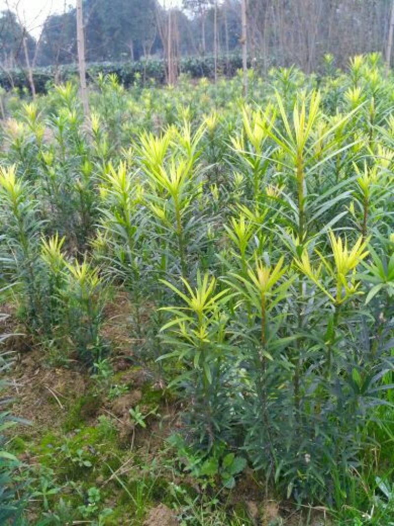 罗汉松(高度1.5~2米）