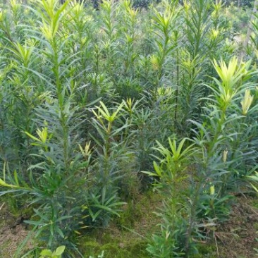 罗汉松(高度1.5~2米）