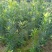 罗汉松(高度1.5~2米）