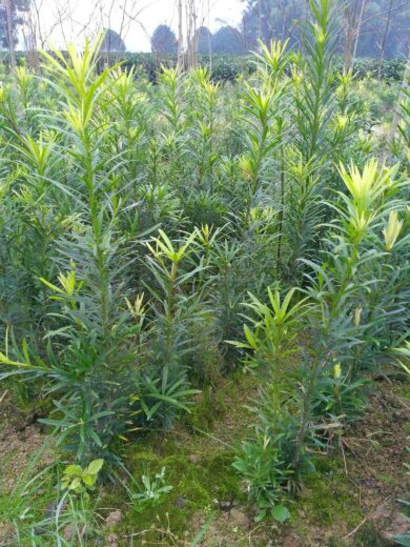 罗汉松(高度1.5~2米）
