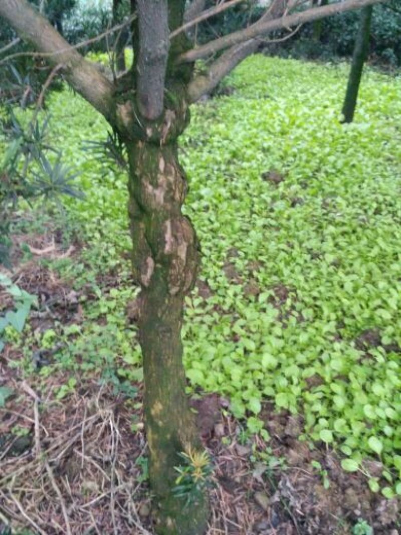 罗汉松(高度1.5~2米）
