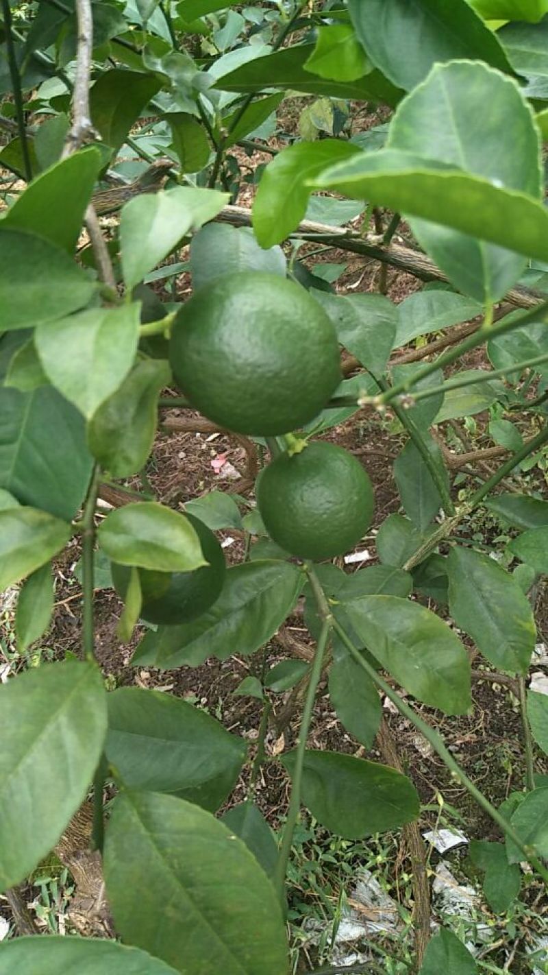 青柠檬2~2.6两
