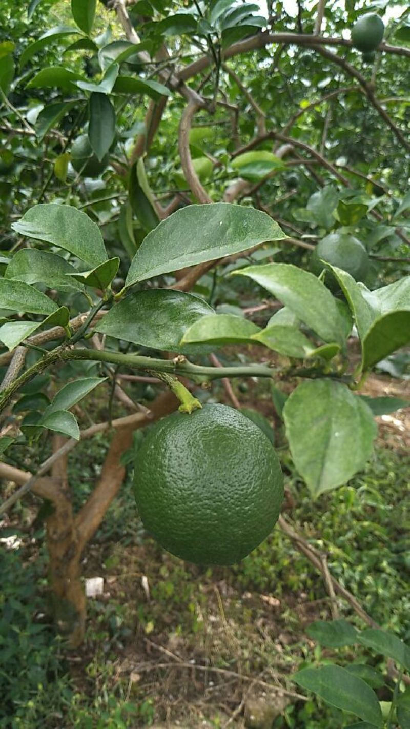 青柠檬2~2.6两