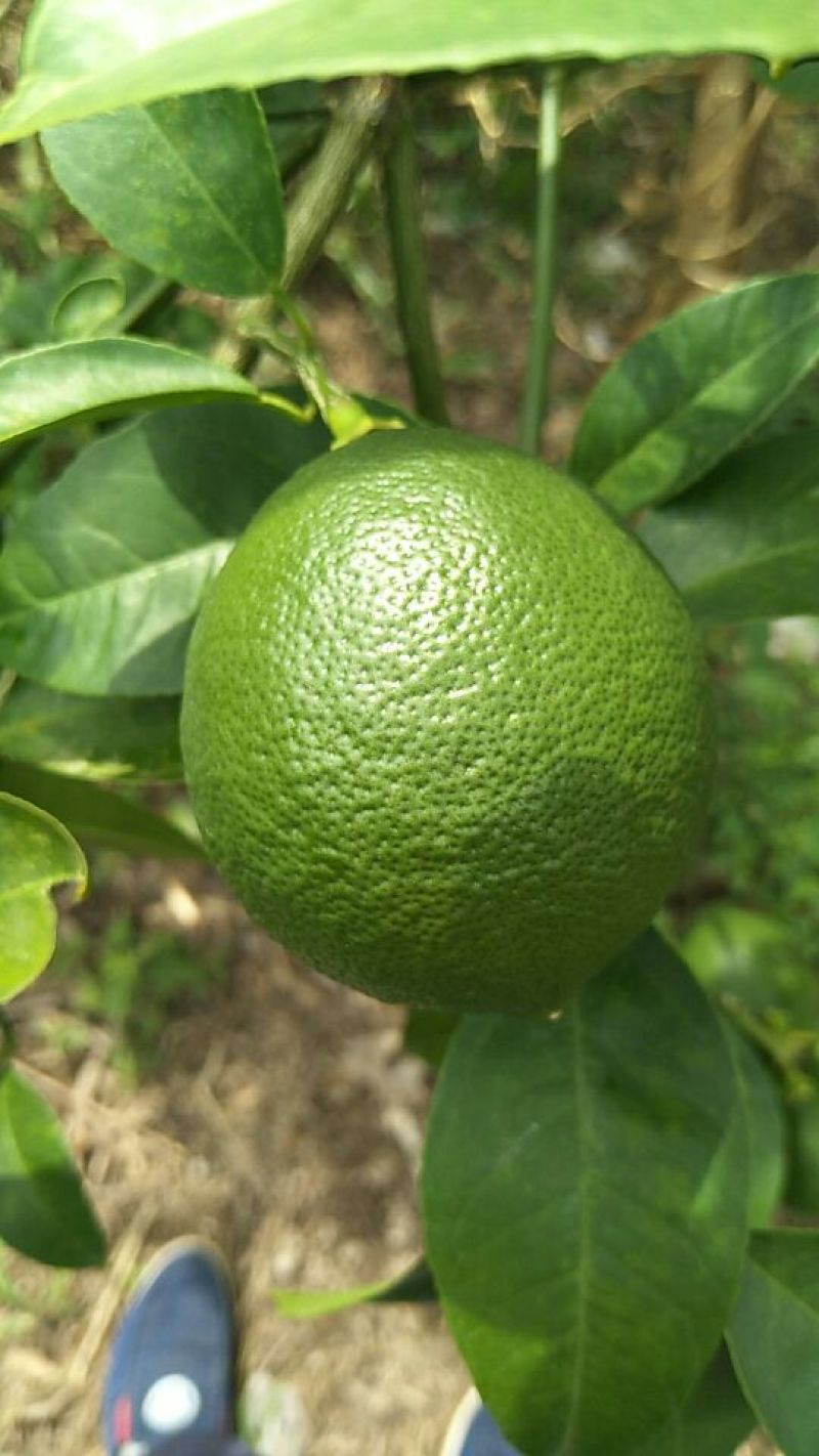 青柠檬2~2.6两