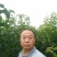 梨月梨树苗八年秋月梨树一棵五元(八年)给钱挖树