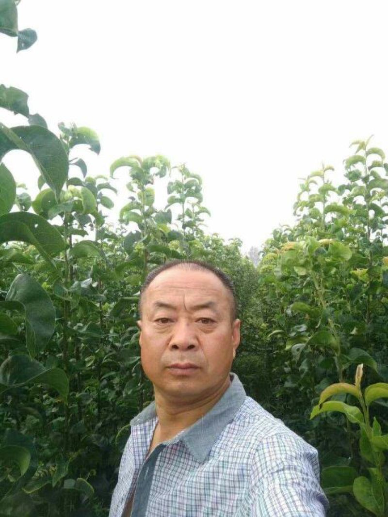 梨月梨树苗八年秋月梨树一棵五元(八年)给钱挖树