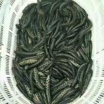 黑鱼鱼苗人工养殖