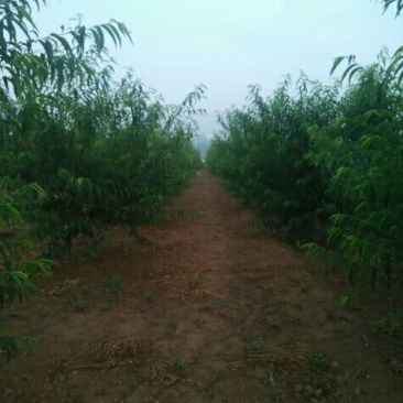 青州蜜桃45mm以上