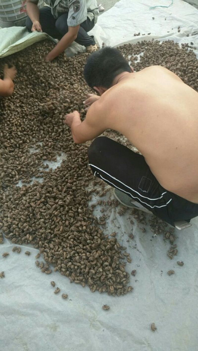 蝉蜕统货