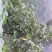 青皮核桃30mm以上青皮湿