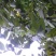 青皮核桃30mm以上青皮湿