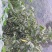 青皮核桃30mm以上青皮湿