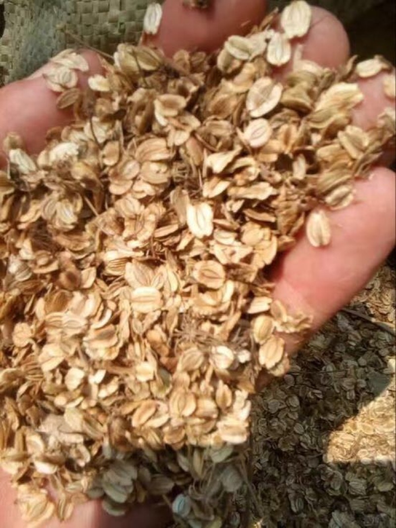 白芷种子95%以上