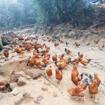广西浦北龙门镇，学塘大葵谭岭，山地鸡