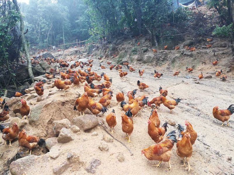 广西浦北龙门镇，学塘大葵谭岭，山地鸡