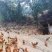 广西浦北龙门镇，学塘大葵谭岭，山地鸡