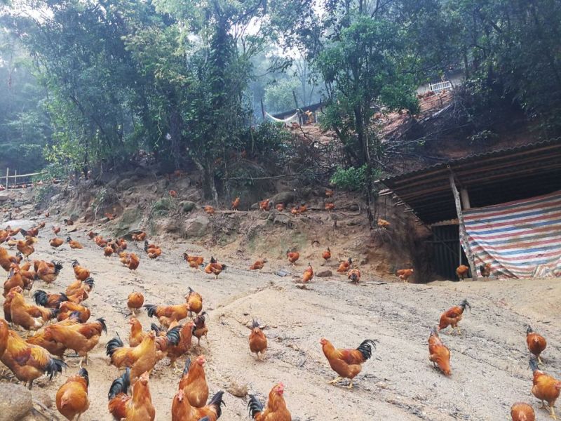 广西浦北龙门镇，学塘大葵谭岭，山地鸡