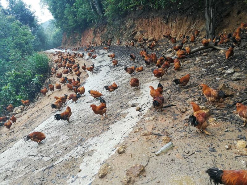 广西浦北龙门镇，学塘大葵谭岭，山地鸡
