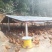 广西浦北龙门镇，学塘大葵谭岭，山地鸡
