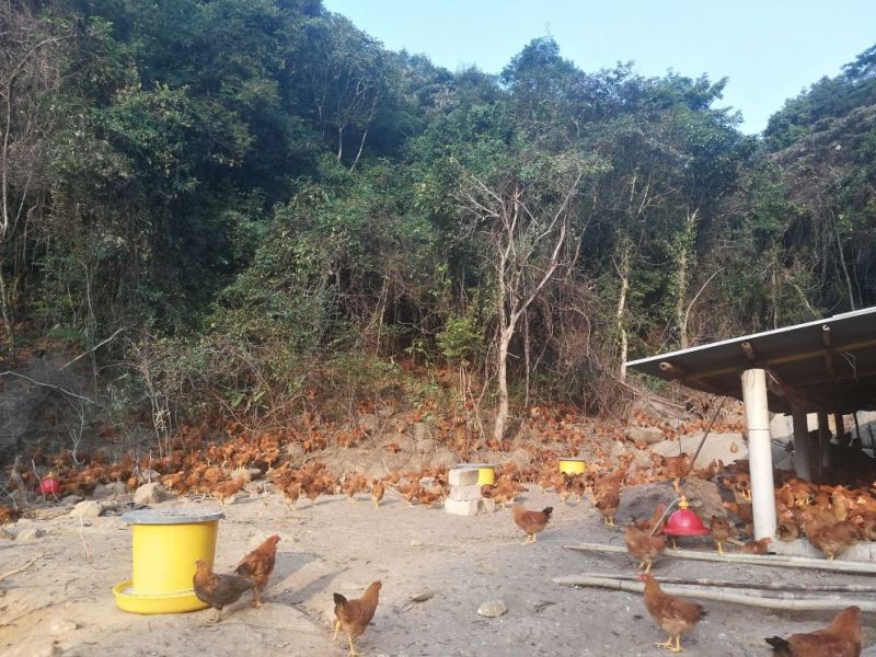 广西浦北龙门镇，学塘大葵谭岭，山地鸡