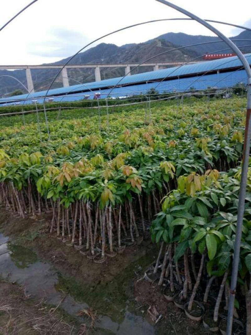 金煌芒树苗1~1.5m
