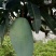金煌芒树苗1~1.5m