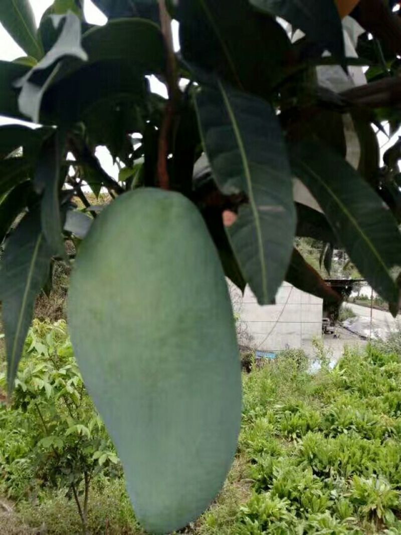 金煌芒树苗1~1.5m