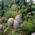 金煌芒树苗1~1.5m