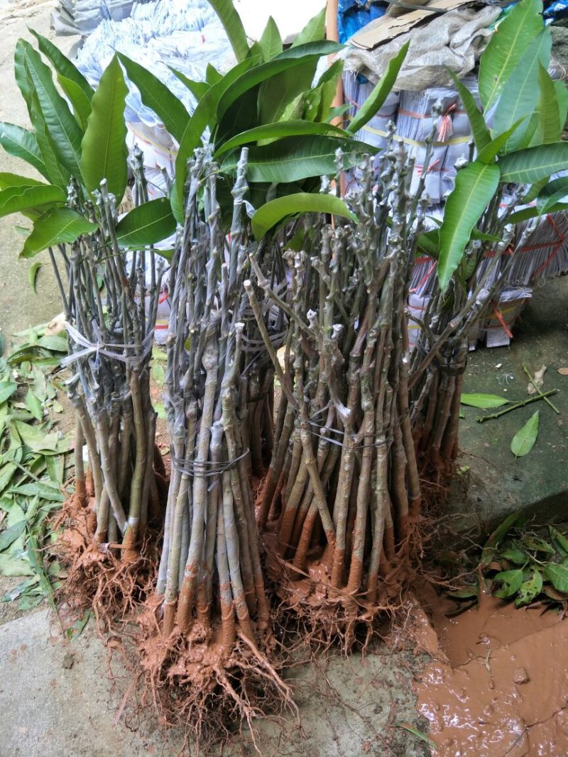 金煌芒树苗1~1.5m
