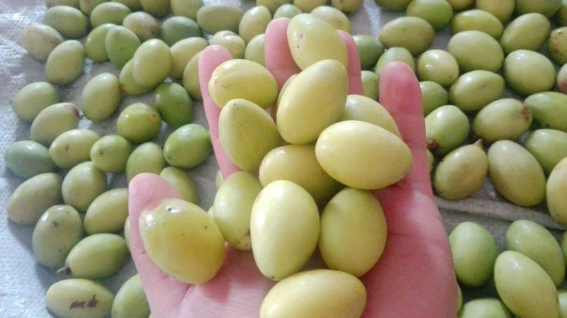 橄榄14g以上