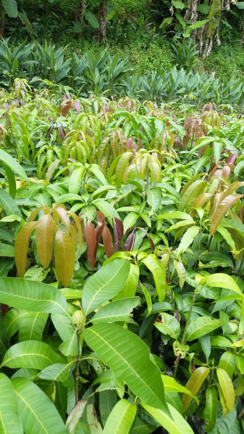 金煌芒树苗1m以下
