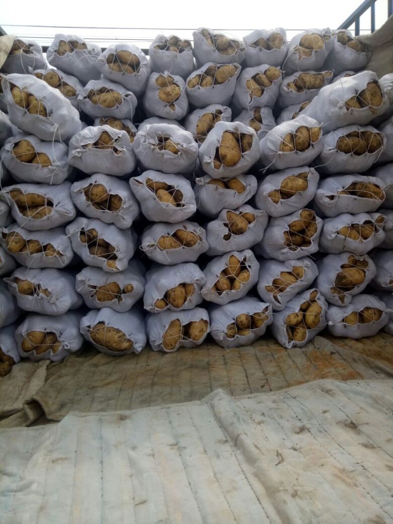 永丰2号土豆2两上通货个头大均匀表皮光滑薯型好品质保证