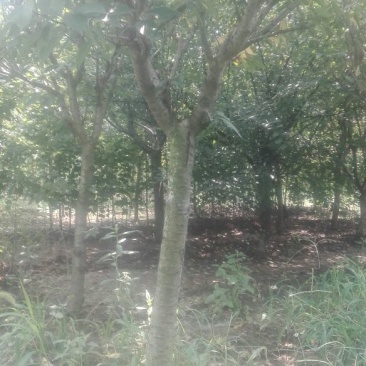 木槿4~6cm6~8cm1.5~2米