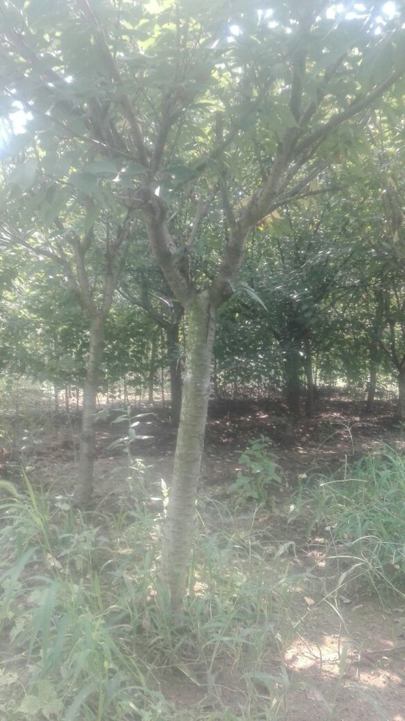 木槿4~6cm6~8cm1.5~2米
