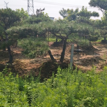 造型松泰山景观松树造型松工程用观景松树