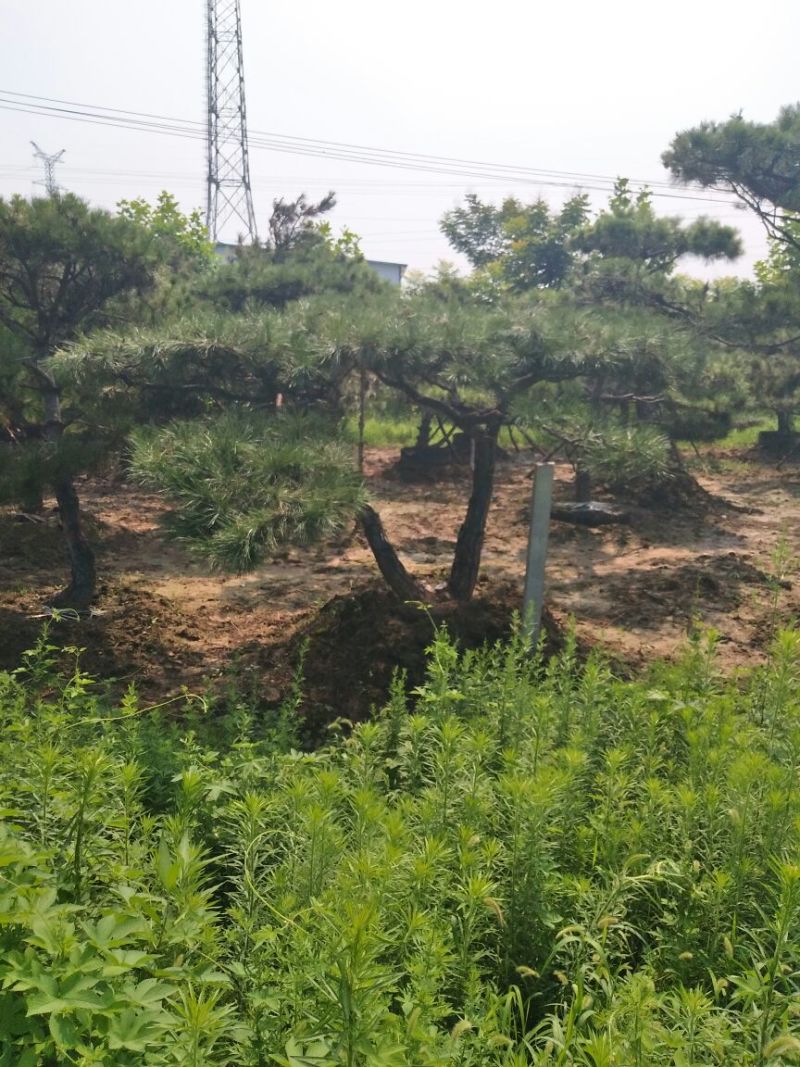 造型松泰山景观松树造型松工程用观景松树
