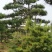 造型松泰山景观松树造型松工程用观景松树