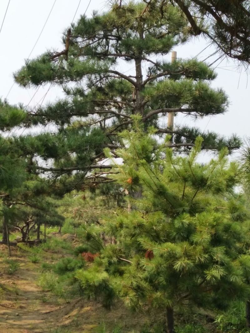 造型松泰山景观松树造型松工程用观景松树