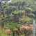 造型松泰山景观松树造型松工程用观景松树