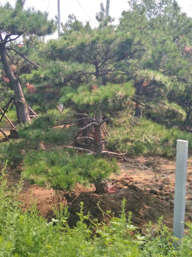 造型松泰山景观松树造型松工程用观景松树