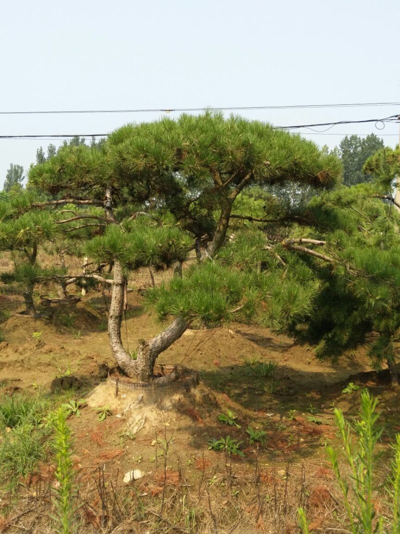 造型松泰山景观松树造型松工程用观景松树